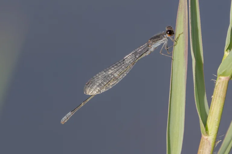 Pseudagrion sublacteum