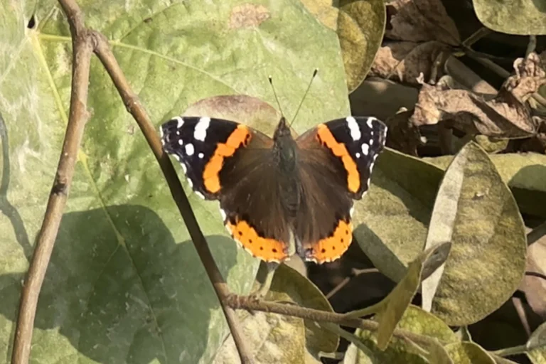 RED ADMIRAL Vanessa atalanta linnaeus