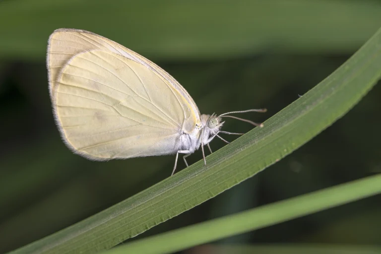 SMALL CABBAGE WHITE Artogeia rapae