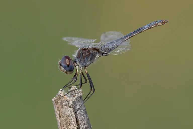 Selysiothemis nigra Black Pennant