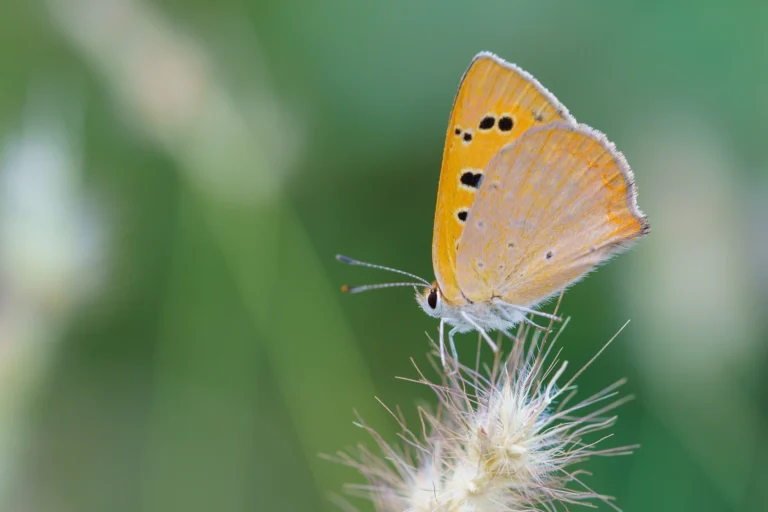 Small Copper Lycaena phlaeas