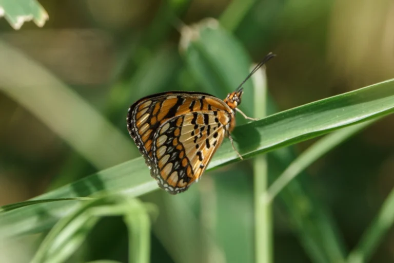 Spotted Joker Byblia ilithyia