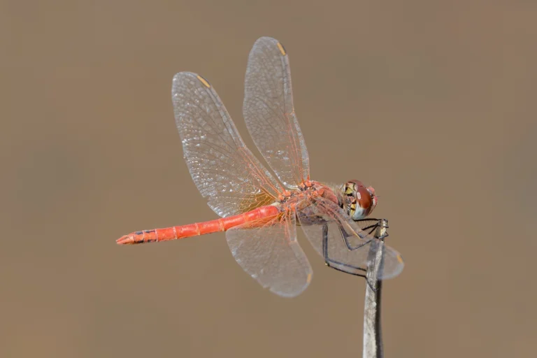 Sympetrum fonscolombii Red veined Darter