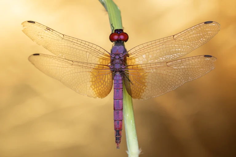Trithemis annulata Violet Dropwing