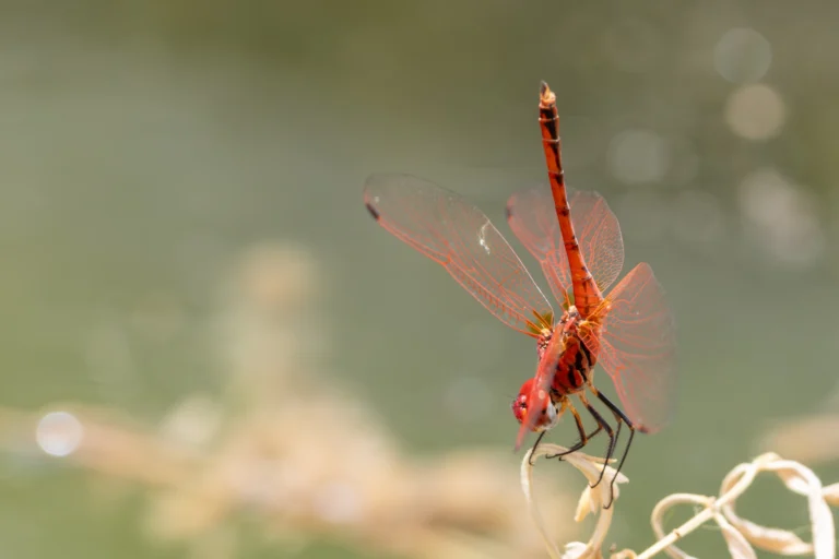 Trithemis arteriosa Red veined Dropwing
