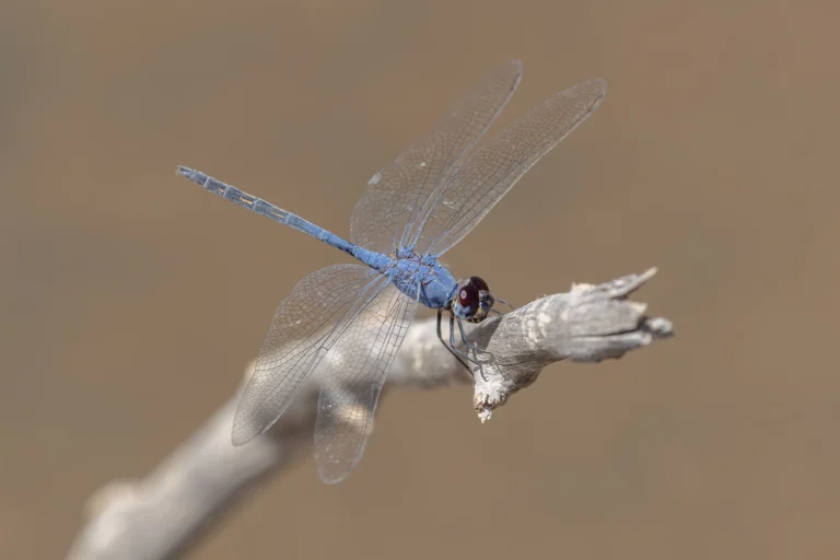 Trithemis dejouxi Stonewash Dropwing