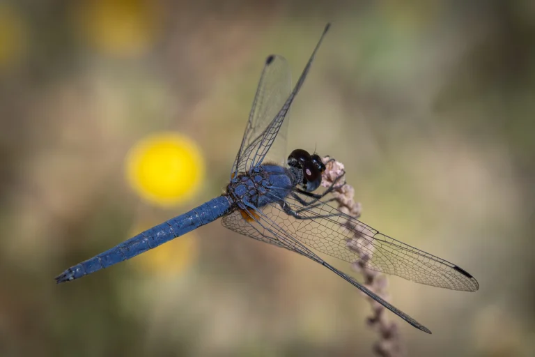 Trithemis furva Navy Dropwing