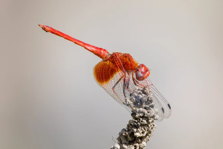 Trithemis kirbyi Orange winged Dropwing