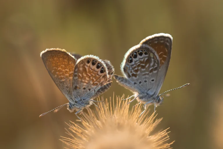 WESTERN PYGMY BLUE Brephidium exiliswebp