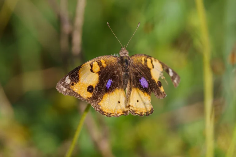 Yellow Pansy Junonia hierta