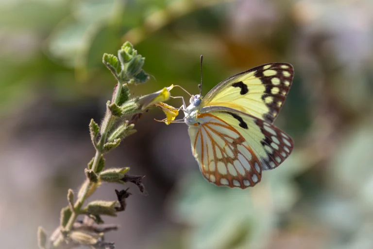 Yellow Splendor Colotis protomedia