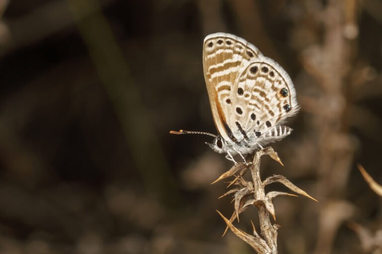 azanus jesous