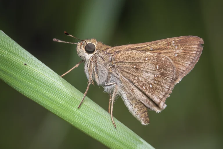 pelopidas mathias5