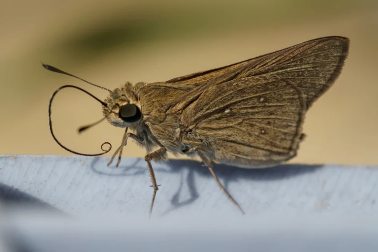 pelopidas thrax