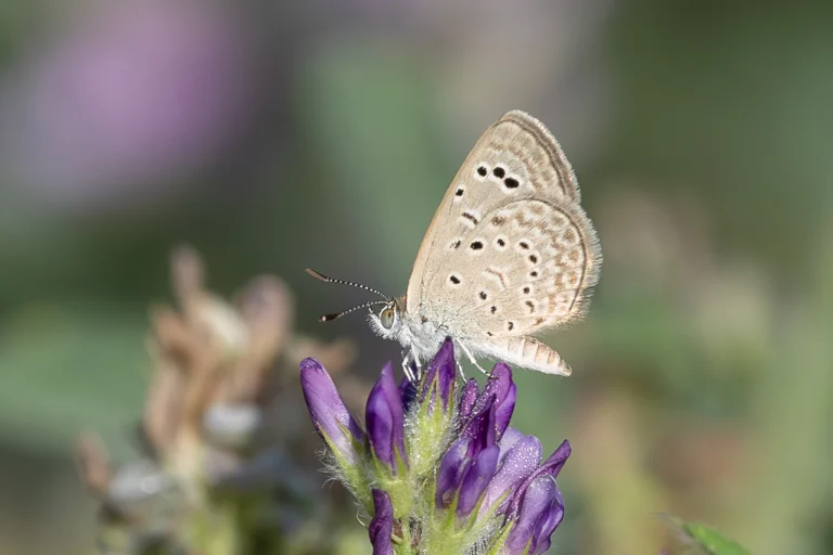 zizeeria karsandra5 1