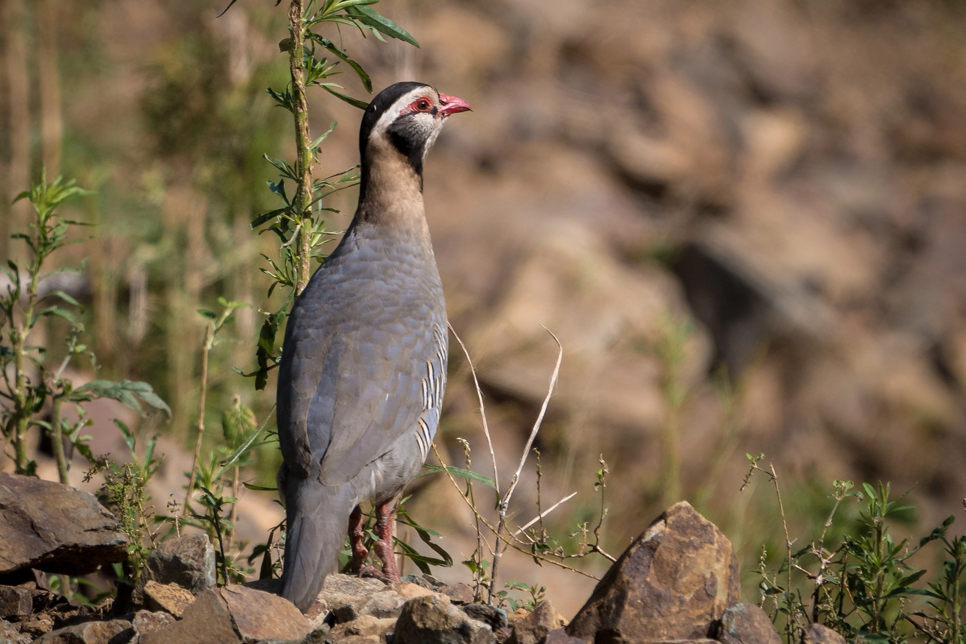 حَجَلٌ عَرَبِيٌّ (Alectoris melanocephala) في موطنه بالمملكة العربية السعودية