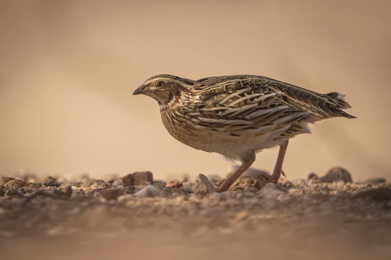سُمَّانَى شَائِعَةٌ (Coturnix coturnix) في موطنها بالمملكة العربية السعودية