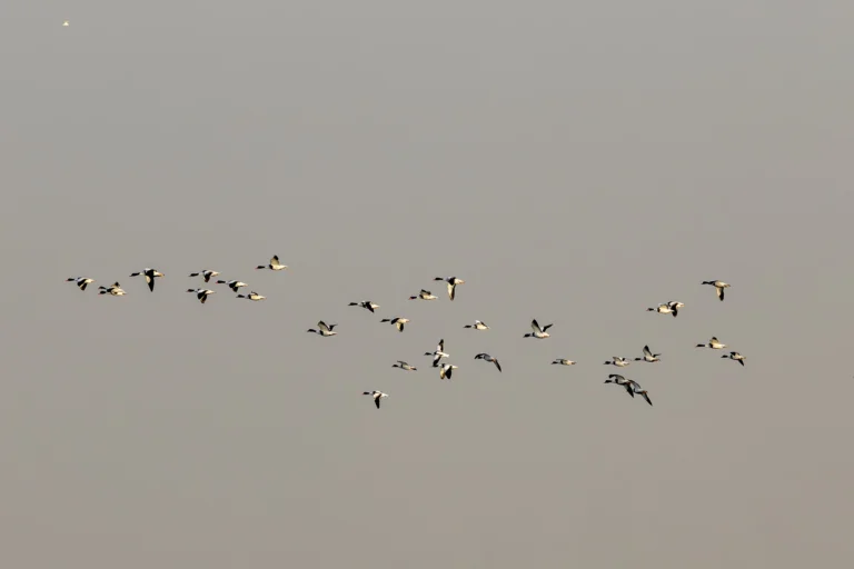 Common Shelduck