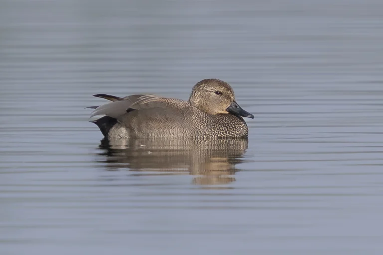 Gadwall