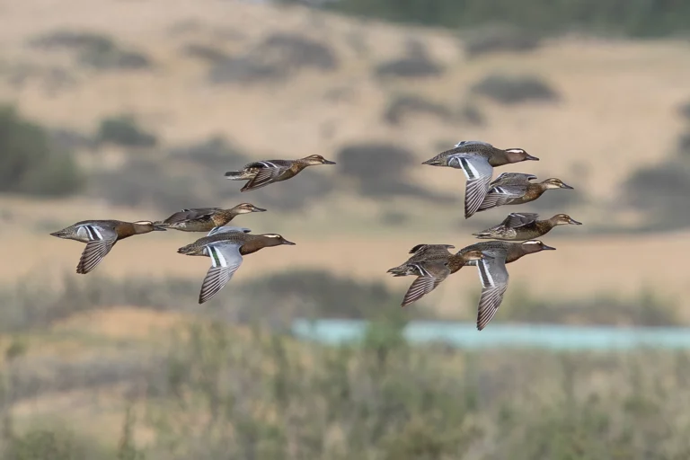 Garganey