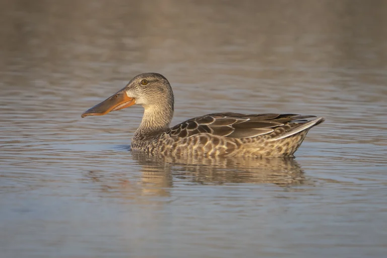 Northern Shoveler