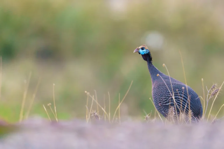 الدجاج الحبشي (Numida meleagris) في موطنه بالمملكة العربية السعودية