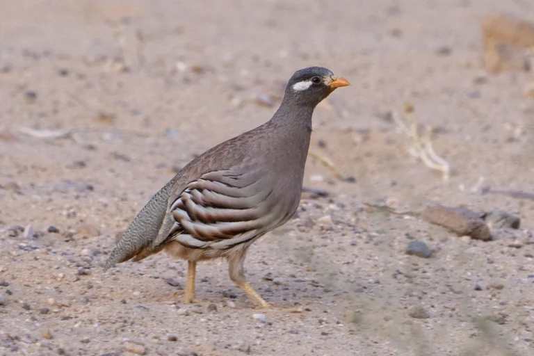 حَجَلٌ رَمْلِيٌّ (Ammoperdix heyi) في موطنه بالمملكة العربية السعودية