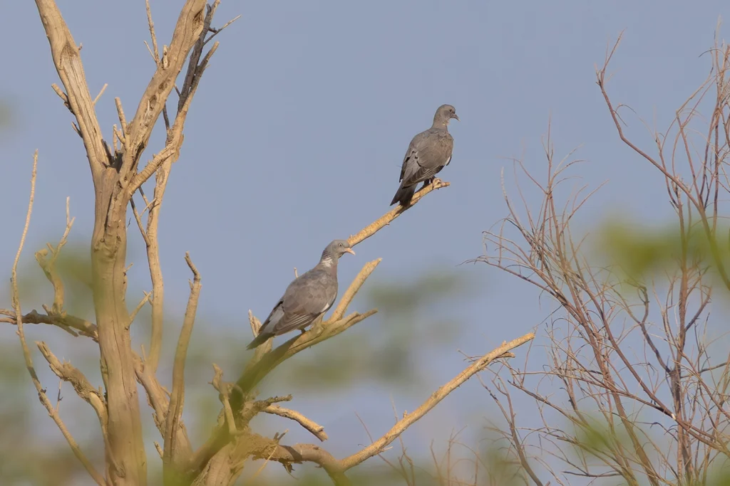 طائر الورشان المألوف (Columba palumbus) مبرزاً البقعة البيضاء على جانب عنقه بين فروع الأشجار في مزرعة المطلاع بدولة الكويت