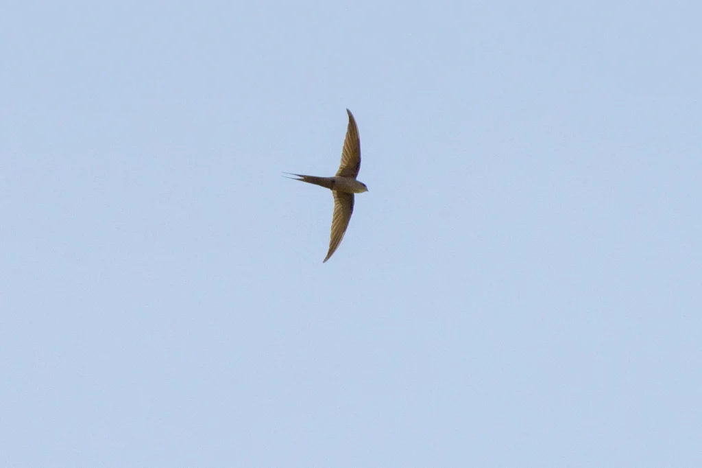 سمامة النخيل الأفريقية (African Palm Swift) بأجنحتها الطويلة المدببة وذيلها المتشعب في سماء