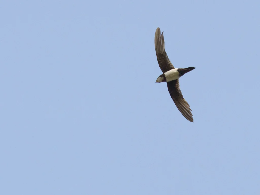 طائر السمامة الألبية (Alpine Swift) أثناء الطيران، يظهر فيه بوضوح بطنه وحنجرته البيضاء.