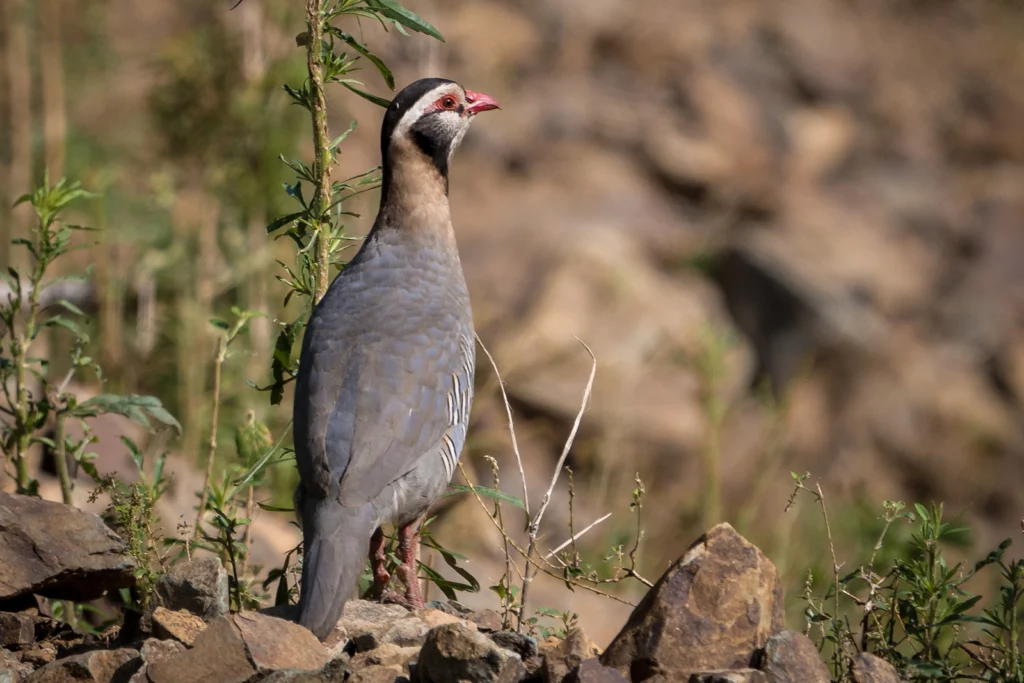 Arabian Partridge