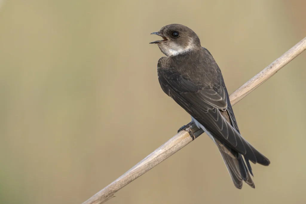 خطاف الرمل (Sand Martin) أثناء تحليقه، يظهر فيه الطوق البني المتصل على صدره بوضوح.