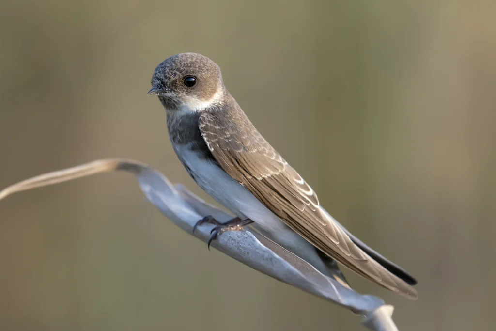 خطاف الرمل (Sand Martin) أثناء تحليقه، يظهر فيه الطوق البني المتصل على صدره بوضوح.