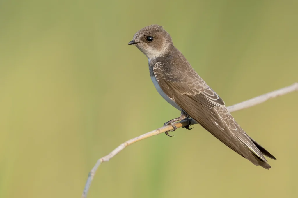 خطاف الرمل (Sand Martin) أثناء تحليقه، يظهر فيه الطوق البني المتصل على صدره بوضوح.