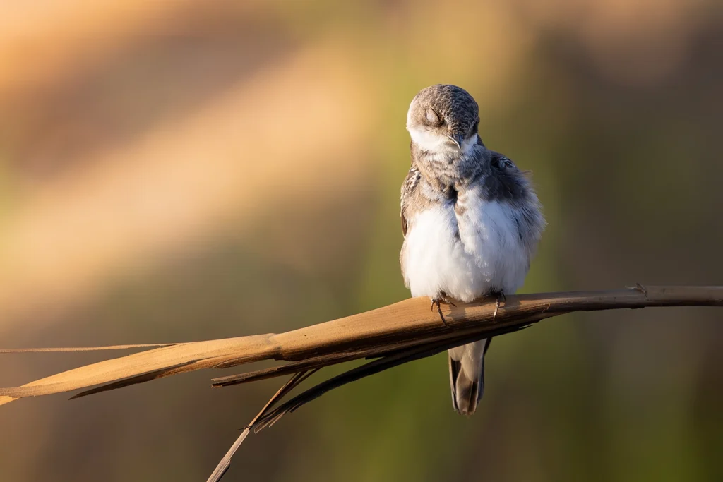 خطاف الرمل (Sand Martin) أثناء تحليقه، يظهر فيه الطوق البني المتصل على صدره بوضوح.