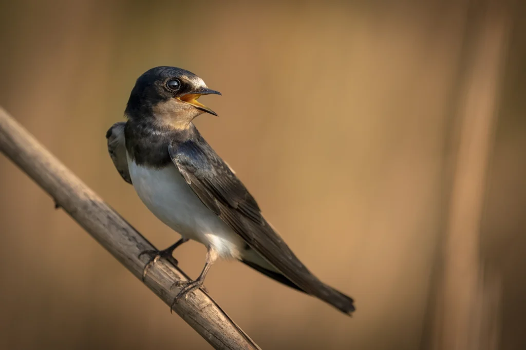 خطاف المخازن الشائع (Barn Swallow)