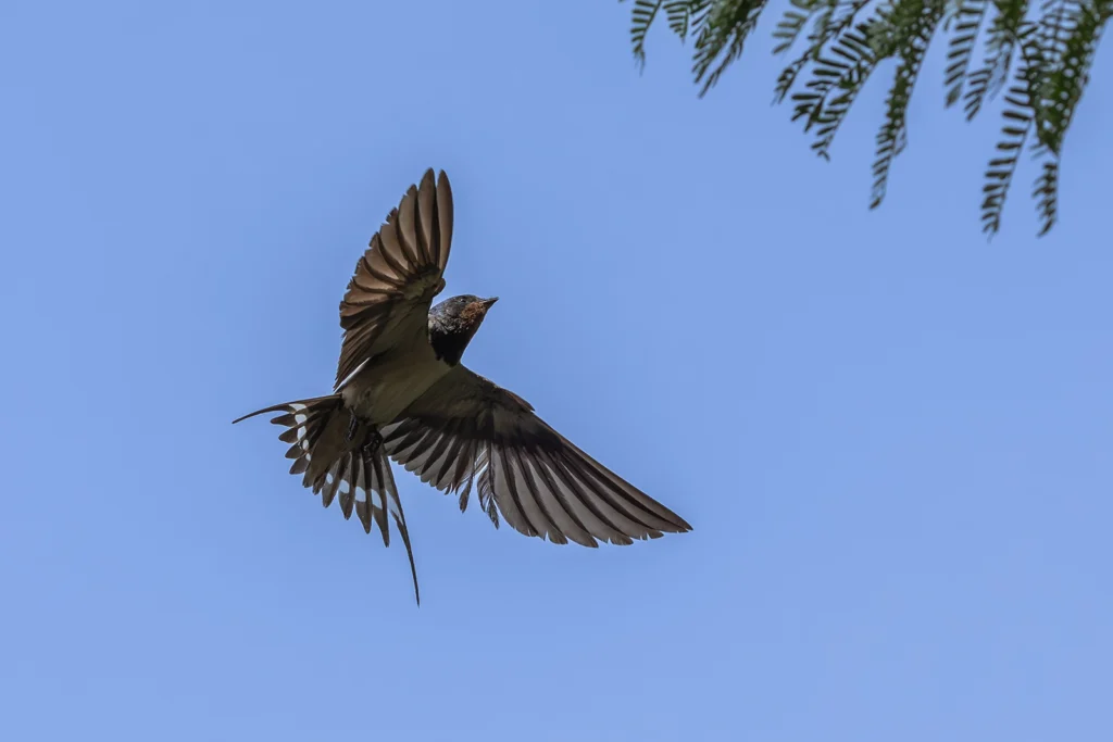 خطاف المخازن الشائع (Barn Swallow)