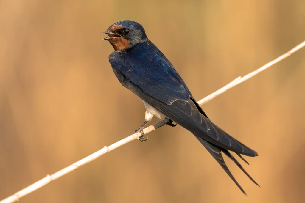 خطاف المخازن الشائع (Barn Swallow)