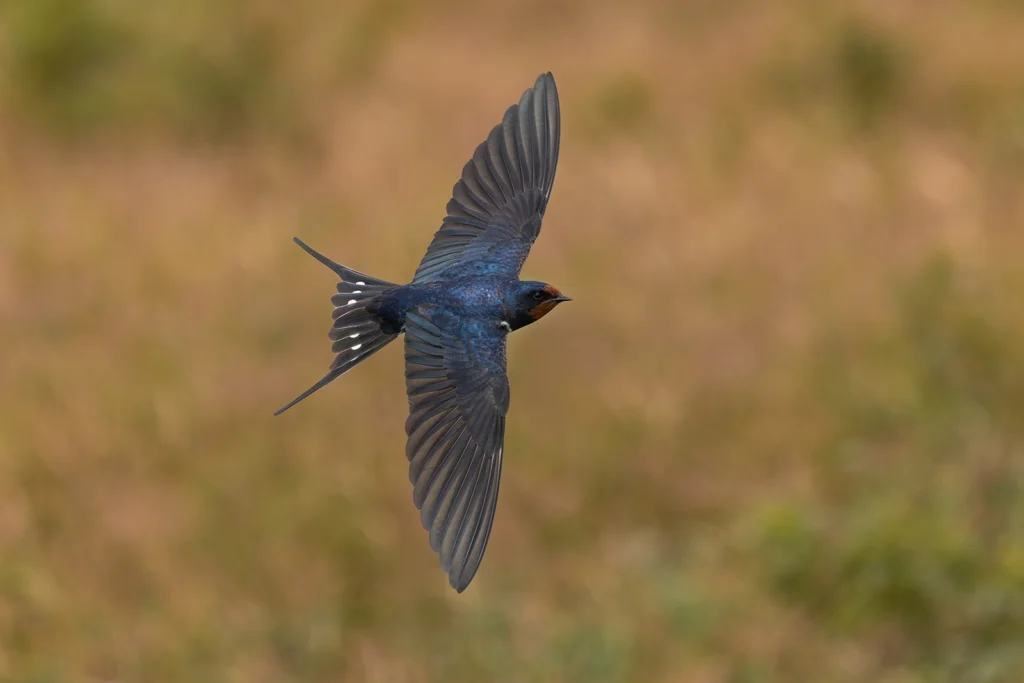 خطاف المخازن الشائع (Barn Swallow)
Faisal hajwal