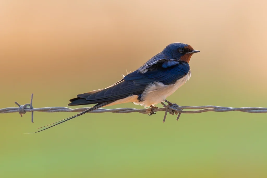 خطاف المخازن الشائع (Barn Swallow) فيصل هجول