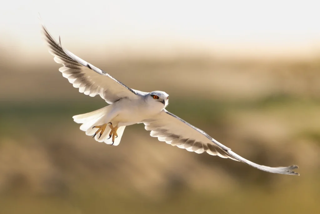 زُرَّقٌ شَائِعٌ: طائر زُرَّق شائع (Black-winged Kite) في سماء السعودية - تصوير فيصل هجول