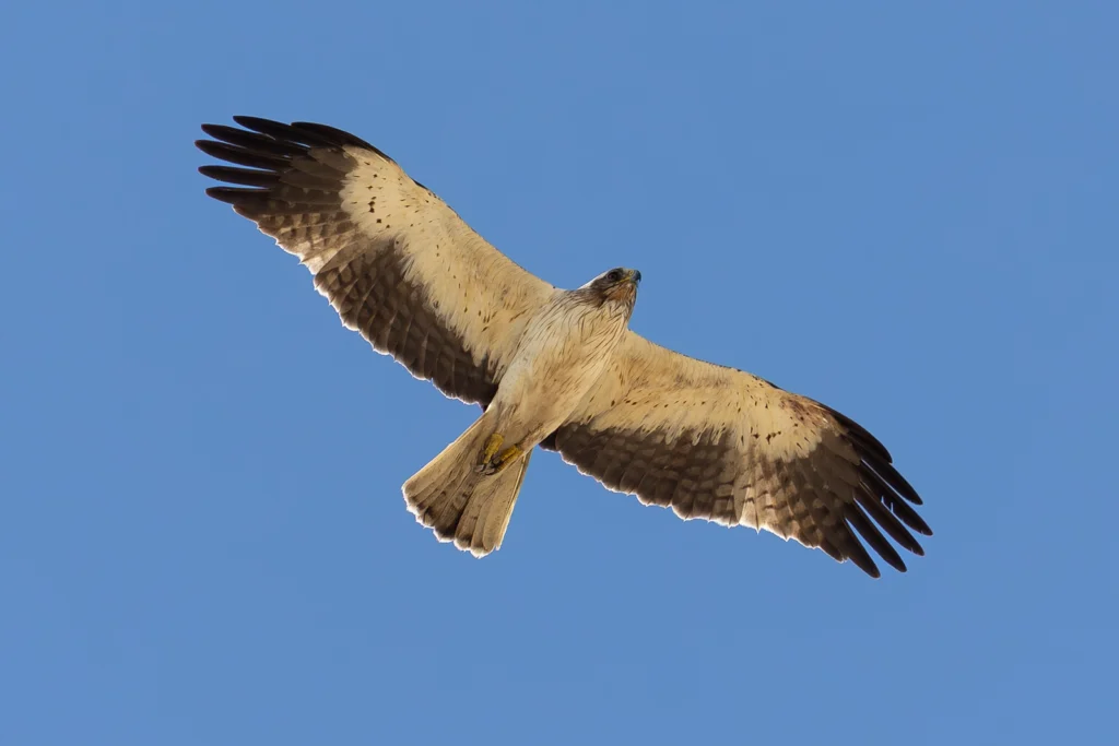 عُقَابٌ مُسَيَّرَةٌ: عقاب مسيرة (Booted Eagle) أثناء رحلة الهجرة - تصوير فيصل هجول