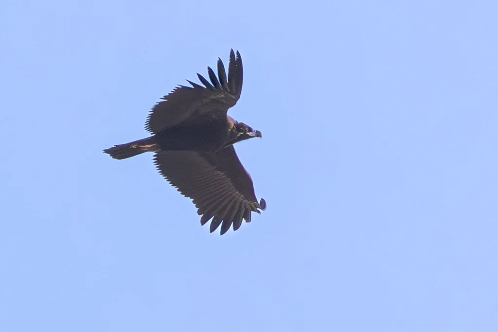 نَسْرٌ أَسْحَمُ: نسر أسحم (Cinereous Vulture) نادر في سماء السعودية - تصوير فيصل هجول