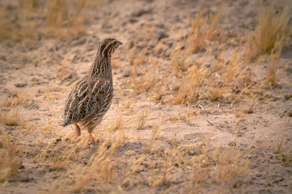 طائر السمان الشائع (Coturnix coturnix) متخفياً بين الأعشاب البرية في السعودية، فري