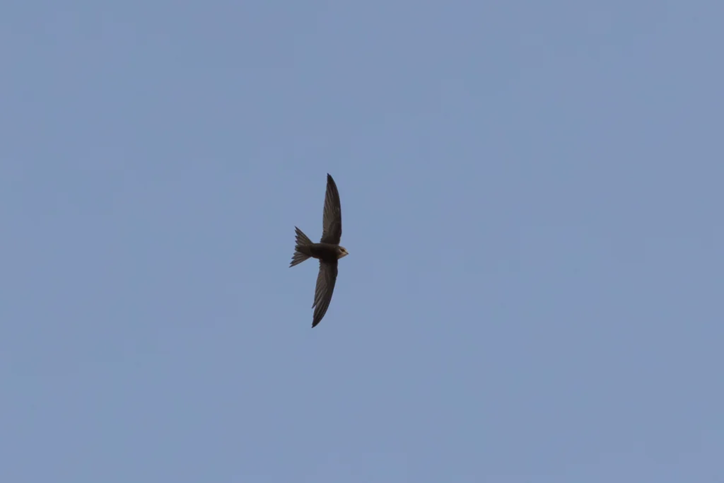 طائر العوار أو السمامة الشائعة (Common Swift) محلقاً بسرعة فائقة في السماء. تصوير فيصل هجول 
Faisal hajwal