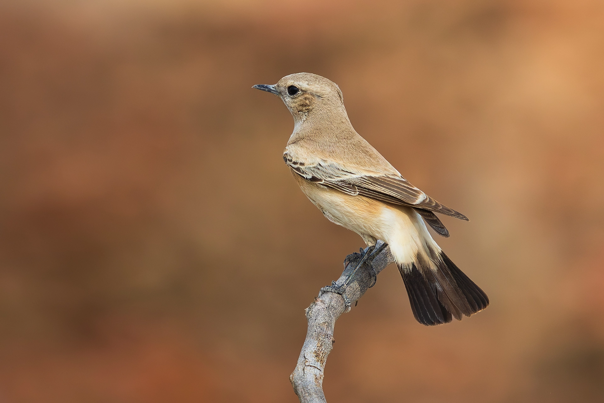 في أثر «الفَقاق» | رحلة توثيق 15 وجهاً لجنس «Oenanthe» 15 Desert Wheatear