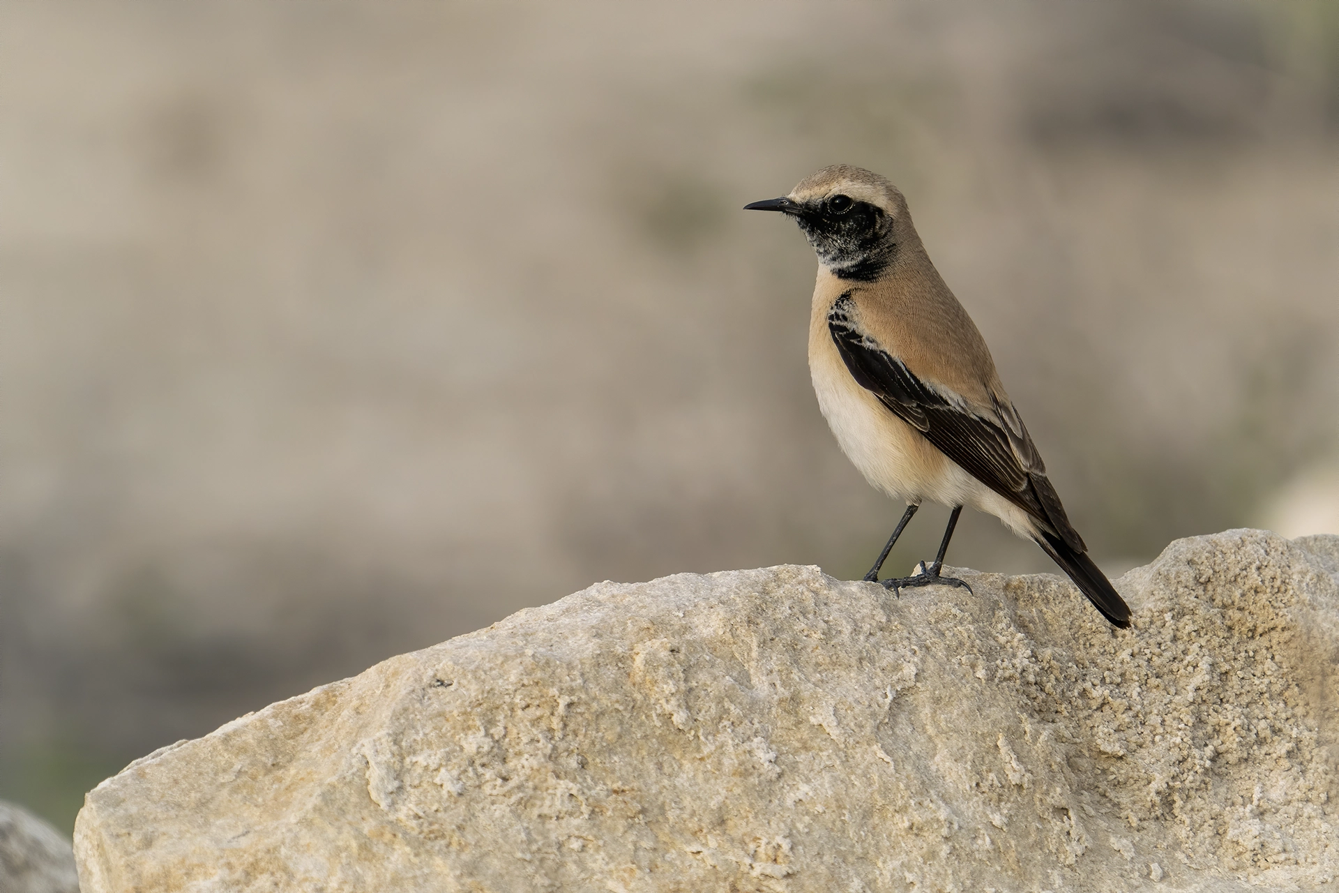 في أثر «الفَقاق» | رحلة توثيق 15 وجهاً لجنس «Oenanthe» 14 Desert Wheatear2