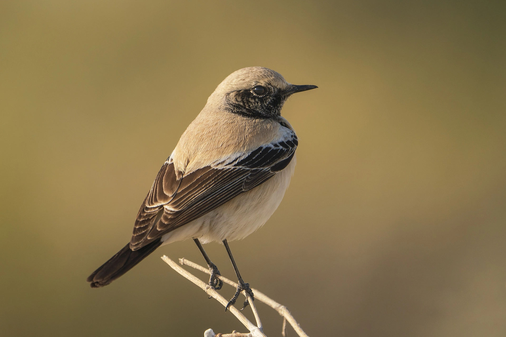 في أثر «الفَقاق» | رحلة توثيق 15 وجهاً لجنس «Oenanthe» 12 Desert Wheatear3