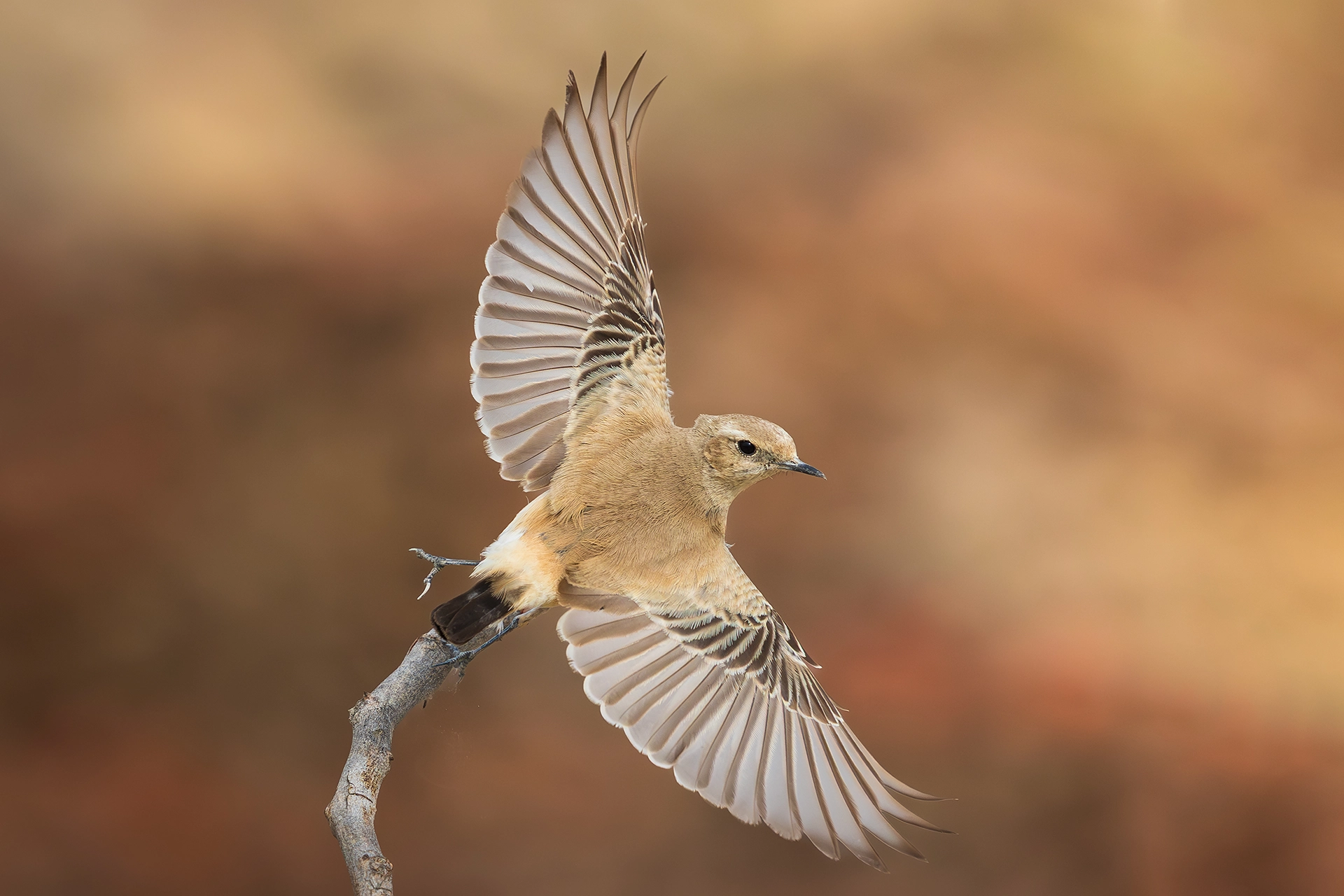 في أثر «الفَقاق» | رحلة توثيق 15 وجهاً لجنس «Oenanthe» 13 Desert Wheatear4