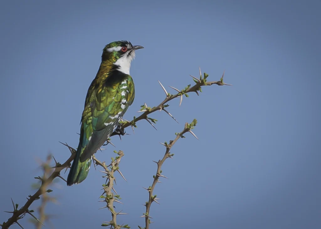Dideric Cuckoo